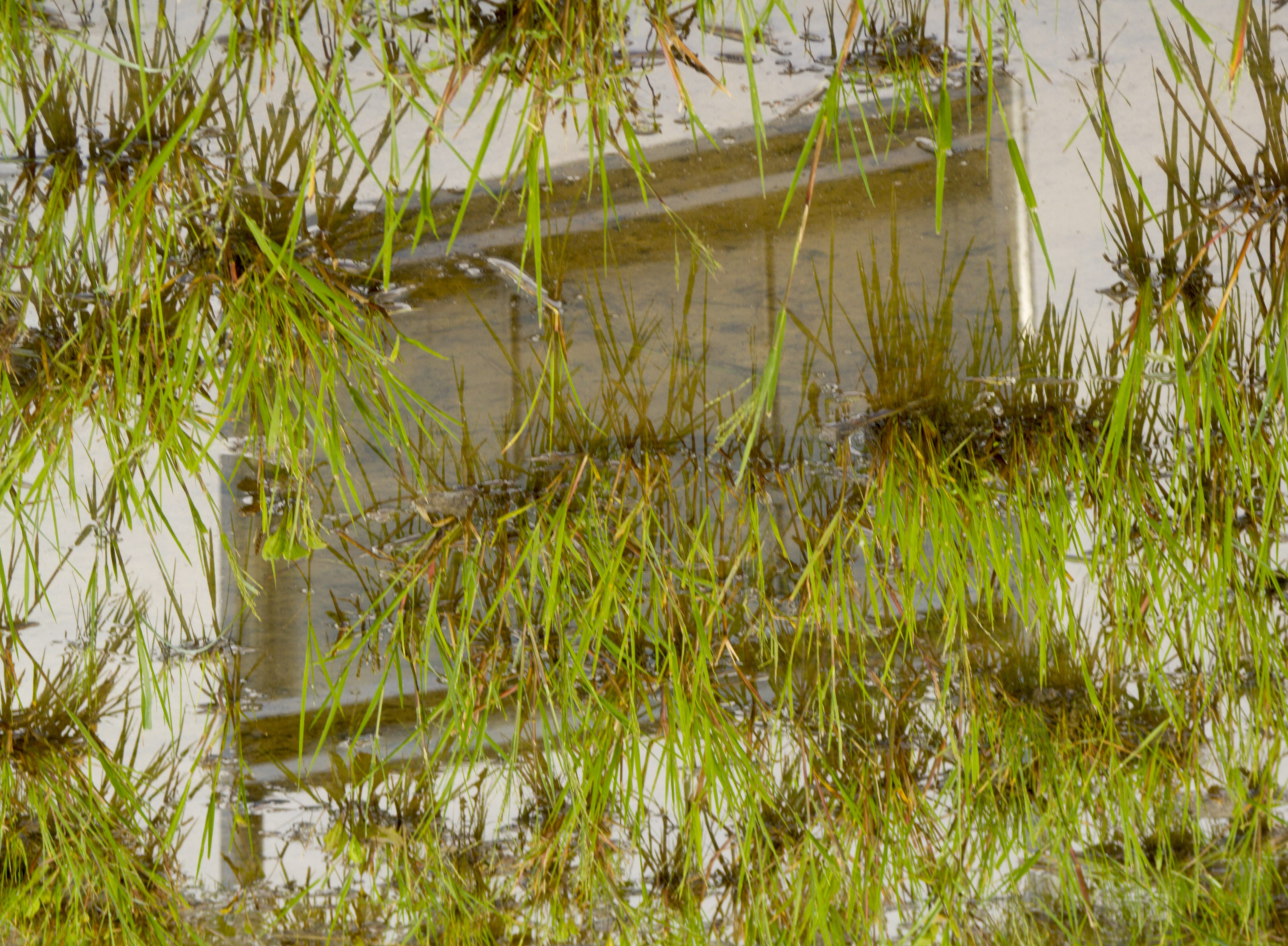 paneau-herbe-opt